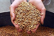 Продам пшеницу,  зерноотходы, ячмень,  овёс. По всей территории РК и РФ и